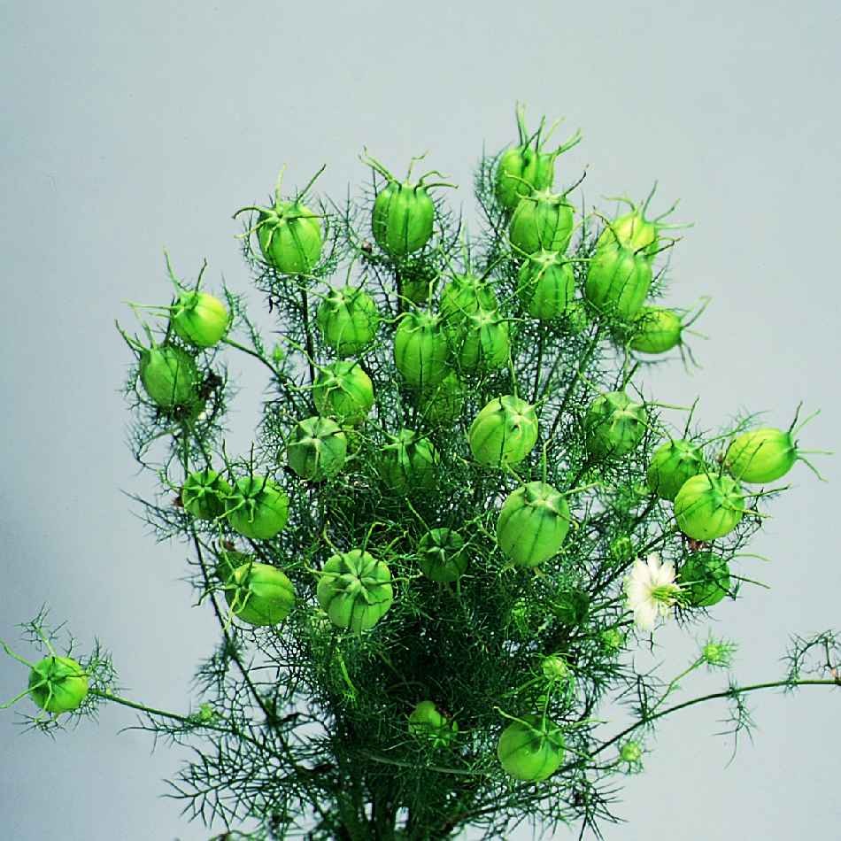 NIGELLA DAMASCENA GREEN POD NR.25 SEMI - Foto 2